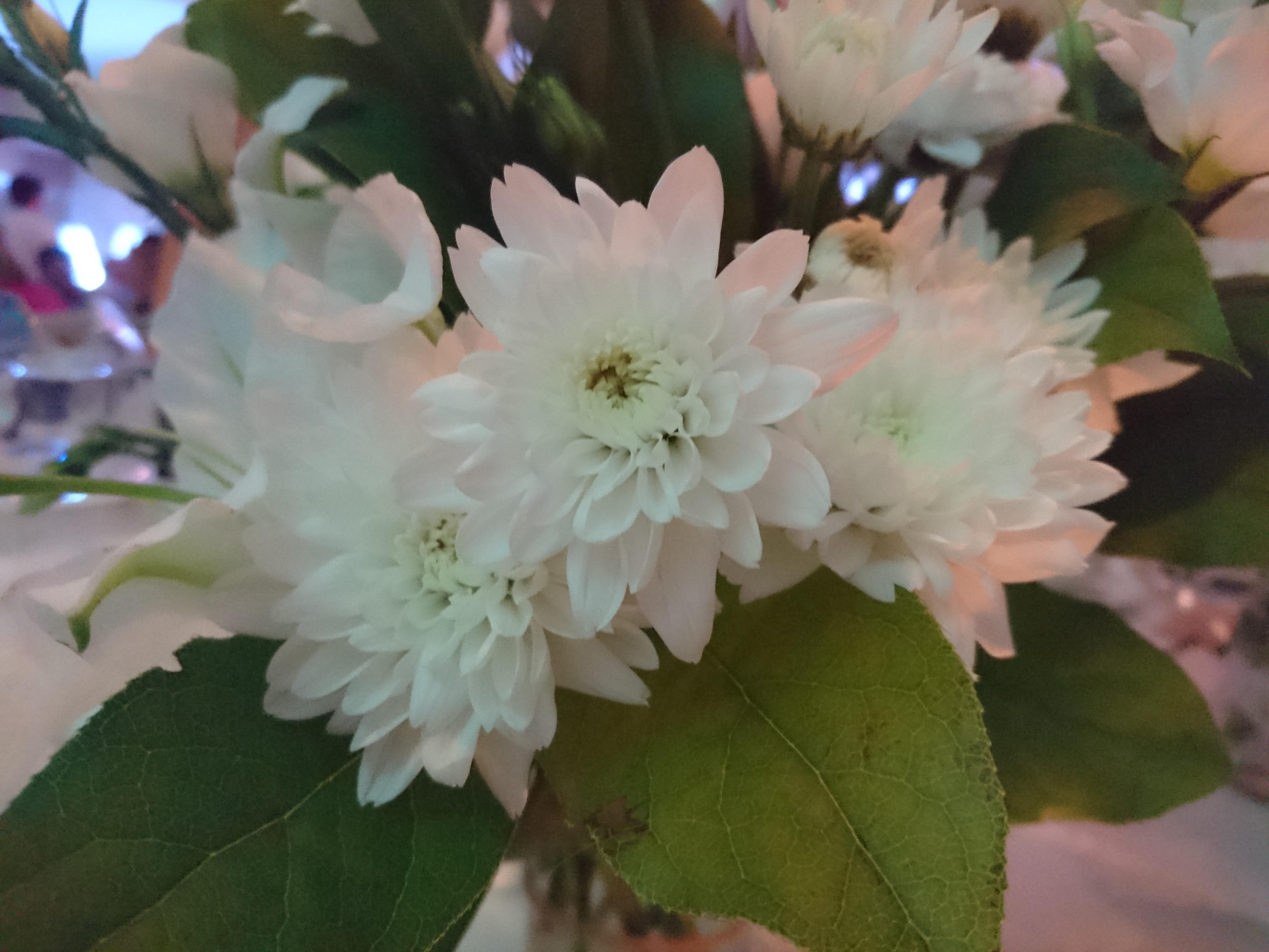 low-light-flowers-sony-xperia-z5