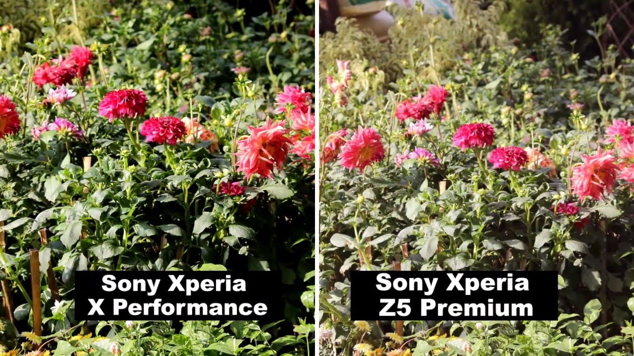Xperia X PerformanceとXperia Z5 Premiumで撮影した写真を比較。あざやかさが断然アップ！