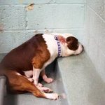 やさしい里親のおかげで、老犬のような状態から若返った犬